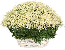 Цветочная композиция из Ромашки в корзине #REPLACE_PRED# Макеево